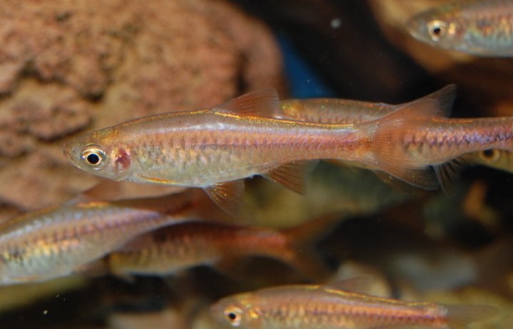 Like all rasboras this species is happiest when maintained in numbers.