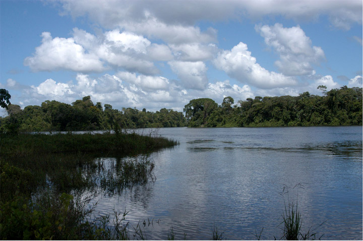 This species is known only from the Río Suriname, Suriname.