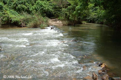 This shallow, fast-flowing river at the border between Thailand and Myanmar is a typical habitat.