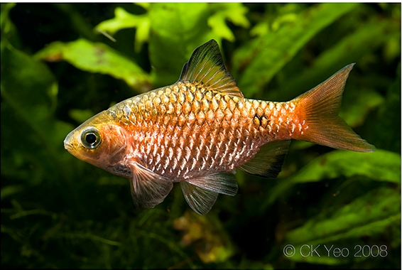 Male individual from the Singapore aquarium trade; nuptial colour pattern.