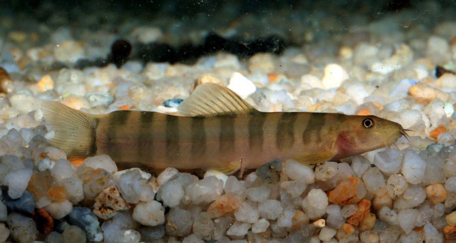 S. alticrista appears to have a fairly restricted distribution and is rare in the aquarium trade.