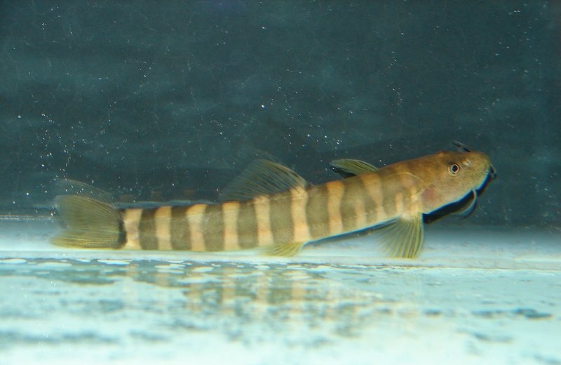 Specimen from the UK aquarium trade.