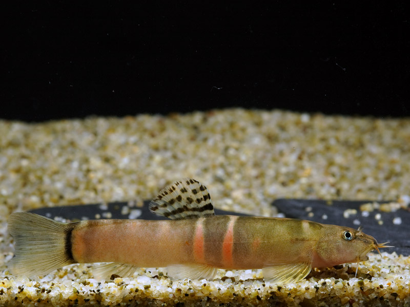 Schistura sp. cf. balteata; 'pink' form.