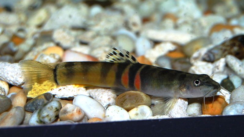 S. sp. cf. balteata; 'yellow' form.