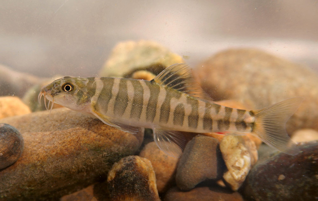 This species has a distinctive colour pattern (see 'Notes')...