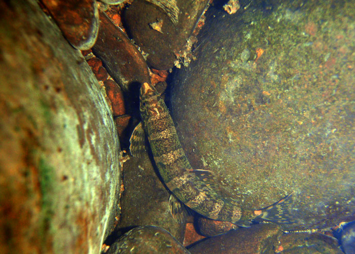 Specimen in its natural habitat, Upper Mae Nom river, Thailand.