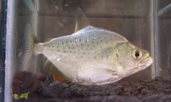 This juvenile of Serrasalmus rhombeus was initially misidentified as Serrasalmus marginatus.