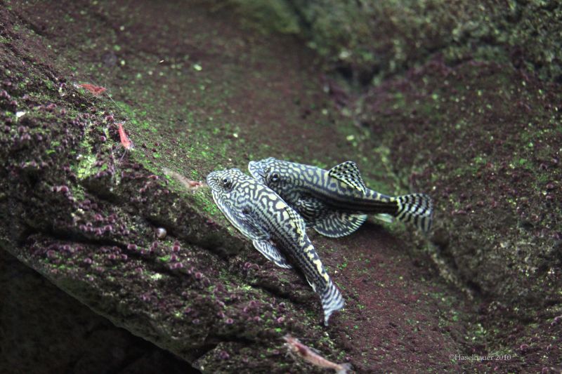 The following sequence depicts the courtship and spawning of this species. This is initiated by the male...