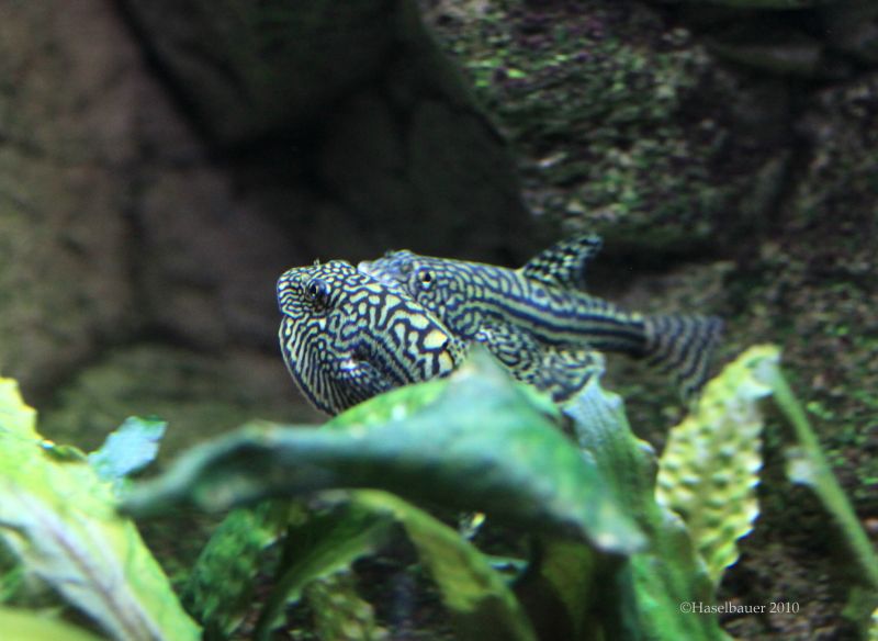 If the female is receptive the pair ascend into midwater...