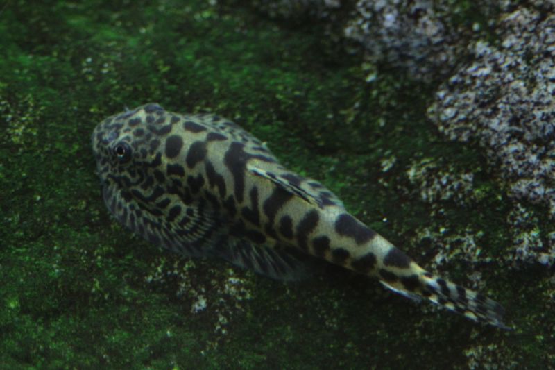 Subadults, such as this specimen, are traded more often than fully-mature fish.