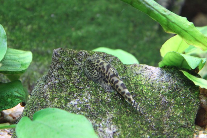 S. elongata has a relatively slender, elongate body shape compared with other Sewellia spp. Image shows subadult.
