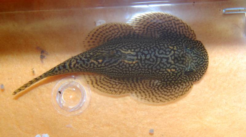 Adult female specimen.