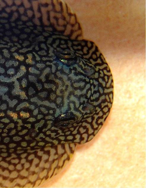 Head detail of female - note the reticulated, as opposed to spotted, patterning.