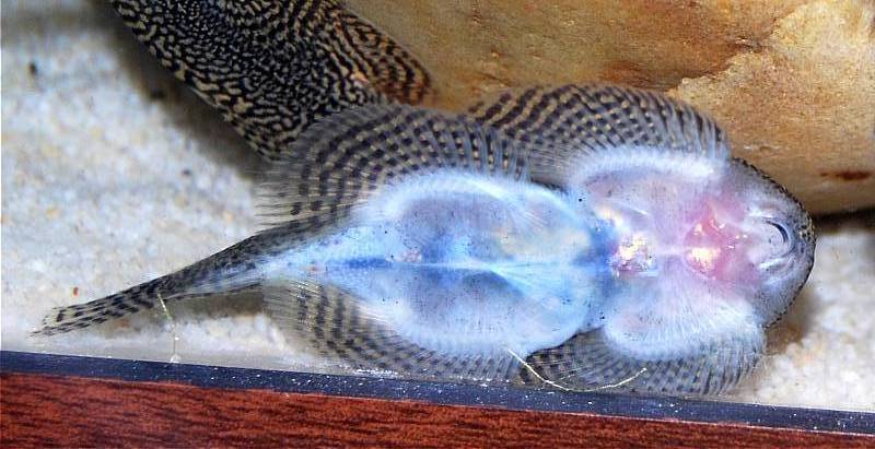 Ventral view...