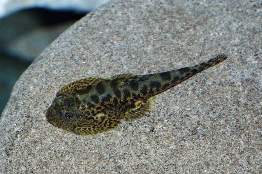 One of the same specimens as in the previous image post-quarantine.