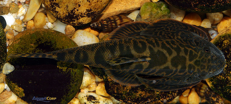 Dorsal view of adult.