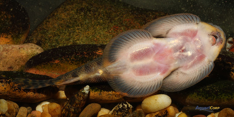 Ventral view of adult.