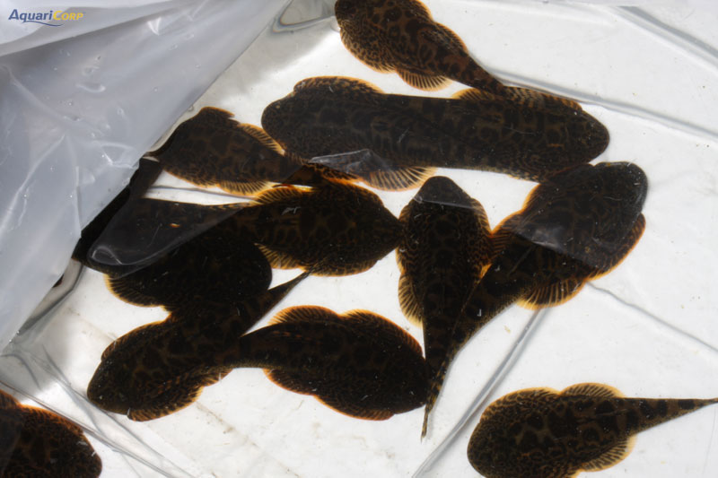 The orange marginal edges to the paired fins are clearly visible in these freshly-collected adult specimens...