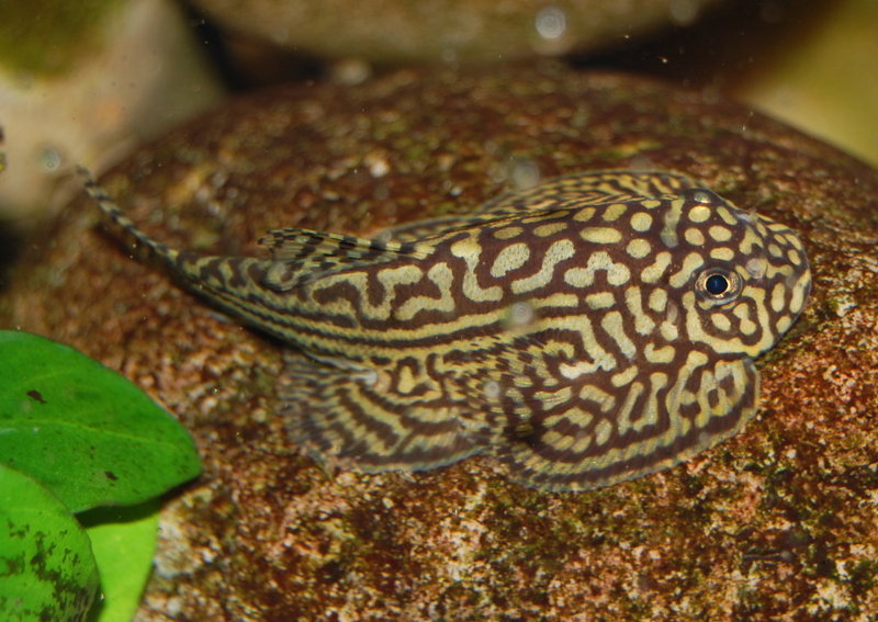 Established specimen.