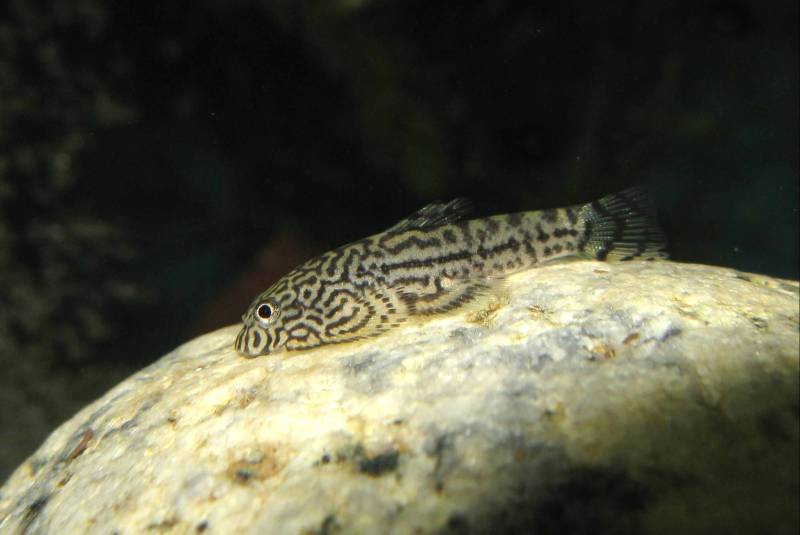 At 6 months of age the juvenile patterning and body shape have almost disappeared.