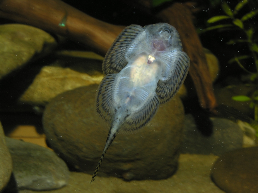 Ventral view.