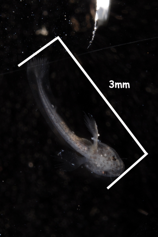 Close-up of recently-hatched F1 fry.