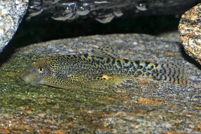The identity of this fish remains in question - it might be S. breviventralis, S. diardi or an undescribed species.