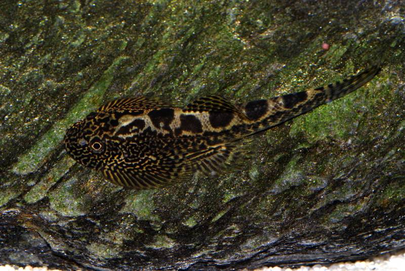 It may also be a geographical variant of S. sp. 'SEW02'.