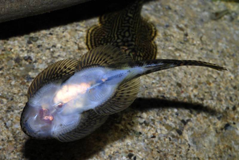 Ventral view.