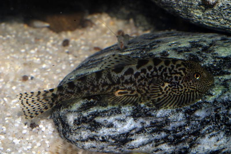 ...until they eventually develop adult patterning (image shows captive-bred subadult).