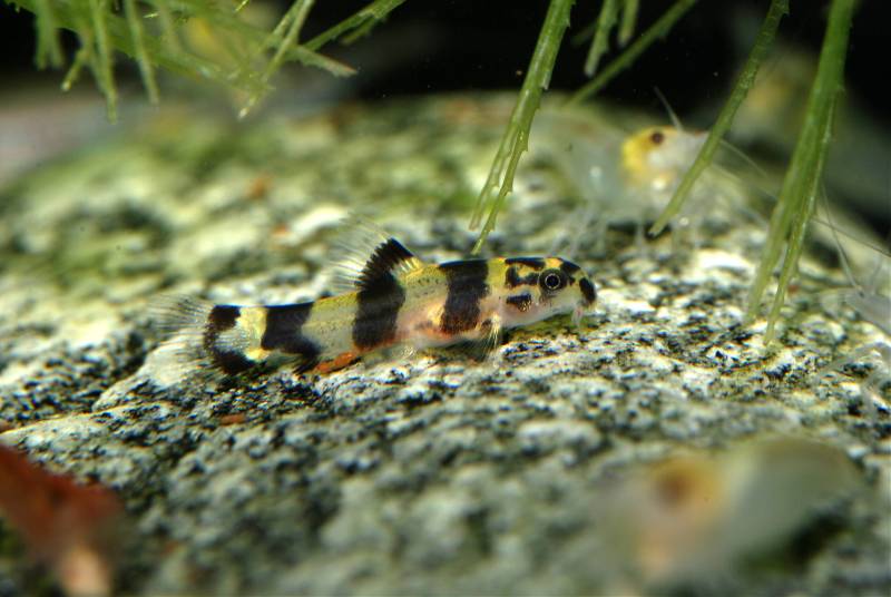 As in other Sewellia spp. this species breeds readily in aquaria...