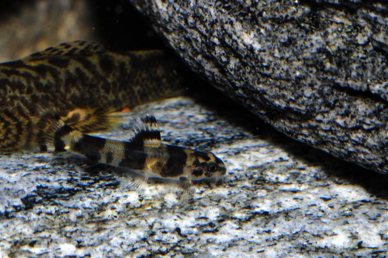 ...and fry have relatively long barbels plus a less dorsally-compressed body shape compared with adults.