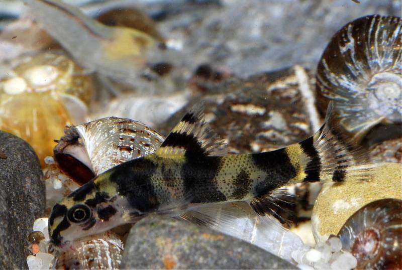 Close-up of S. sp. 'SEW03' fry.
