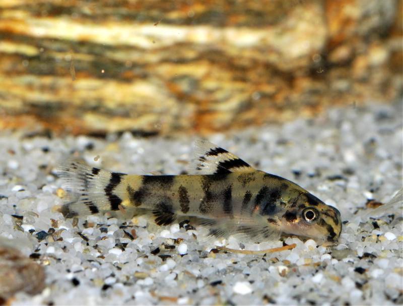 As the young mature the striped patterning begins to break up...