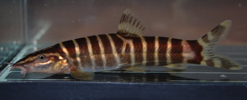 Probable adult male.