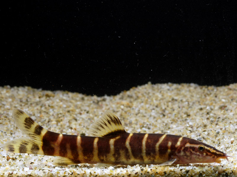 Subadult - this is the size/age at which the species is usually traded.