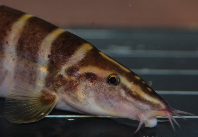 Head detail.