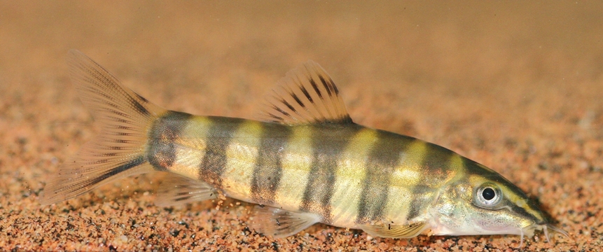 A typically-patterned subadult of the age and size at which this species is usually offered for sale.