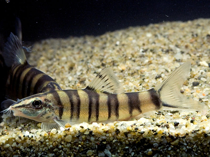 Subadult in which the body bars are beginning to bifurcate...