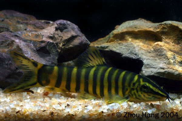 Mature adult with typically bifurcate vertical body bars.