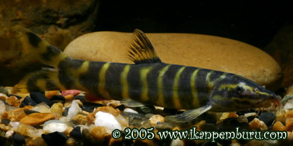 Subadult specimen.