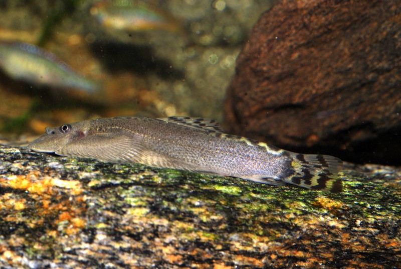 Another lateral view showing the compressed body shape.
