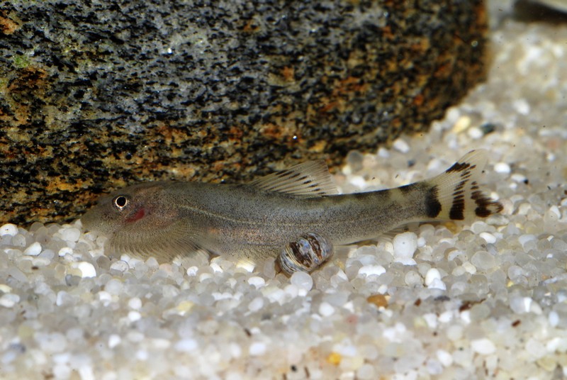 Subadult specimen.