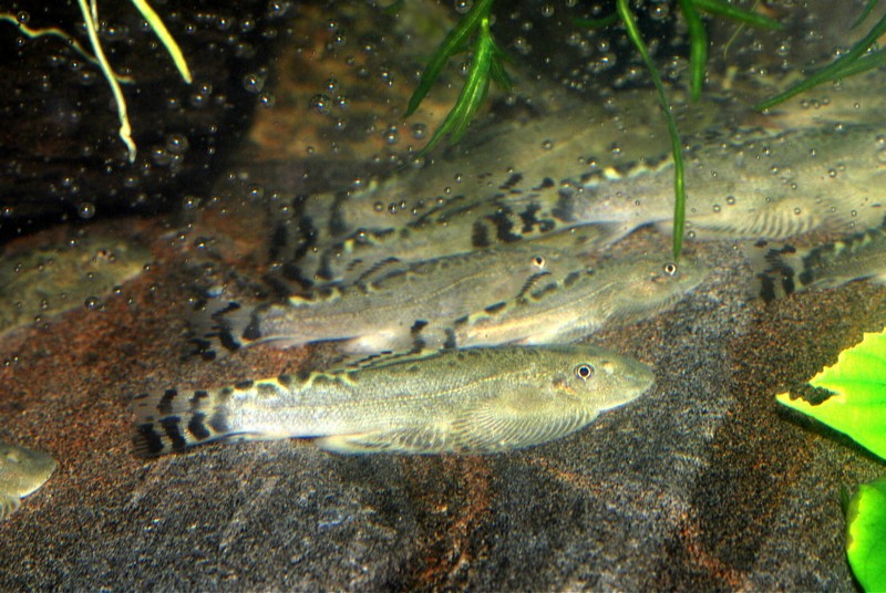 A batch of newly-imported specimens group together in the flow.