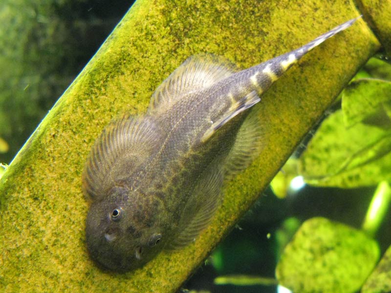 Dorsal patterning can be somewhat variable.