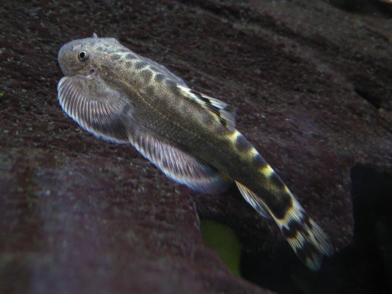 Another greyish specimen.