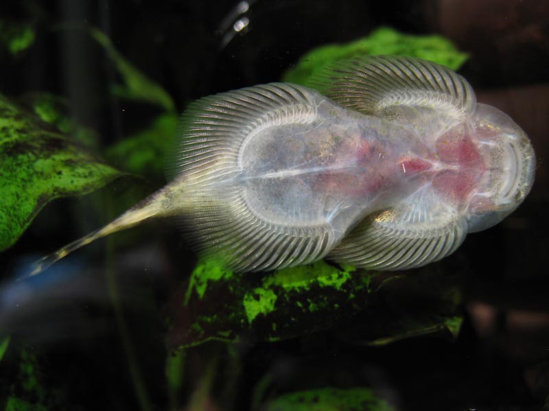 Ventral view.