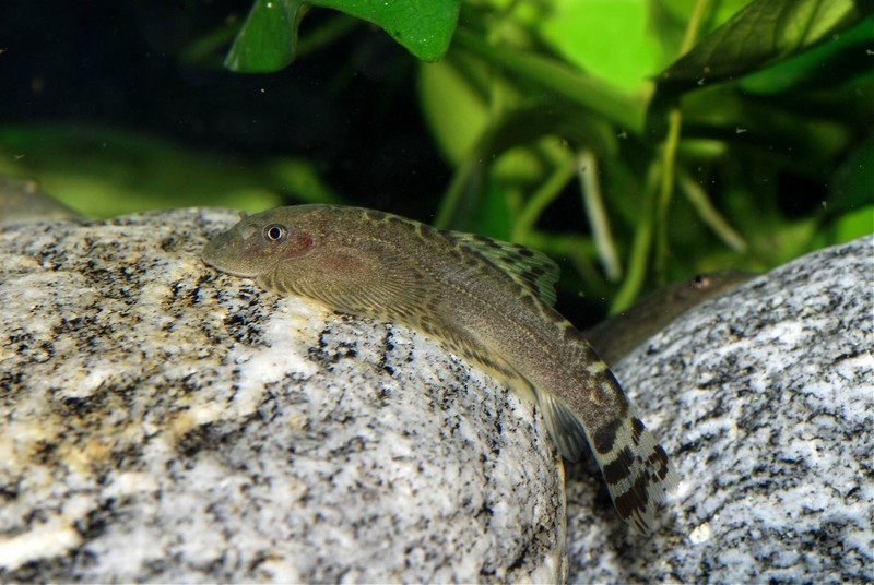This species shows a near-exclusive preference for smooth, rocky surfaces.