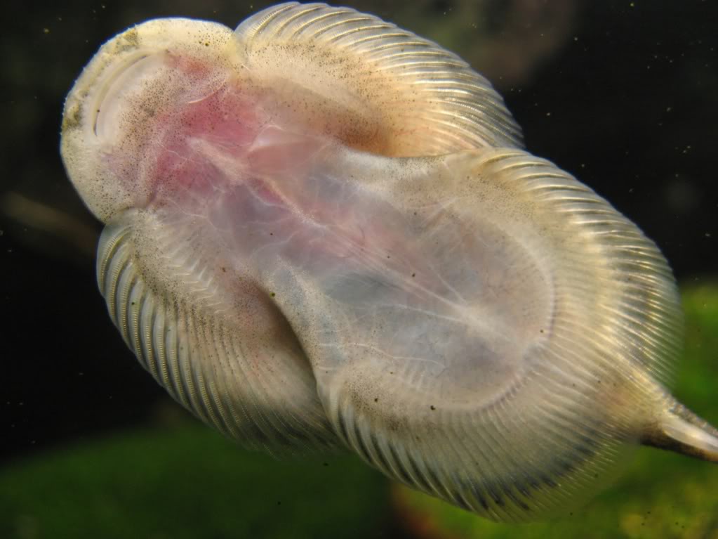 Ventral view.