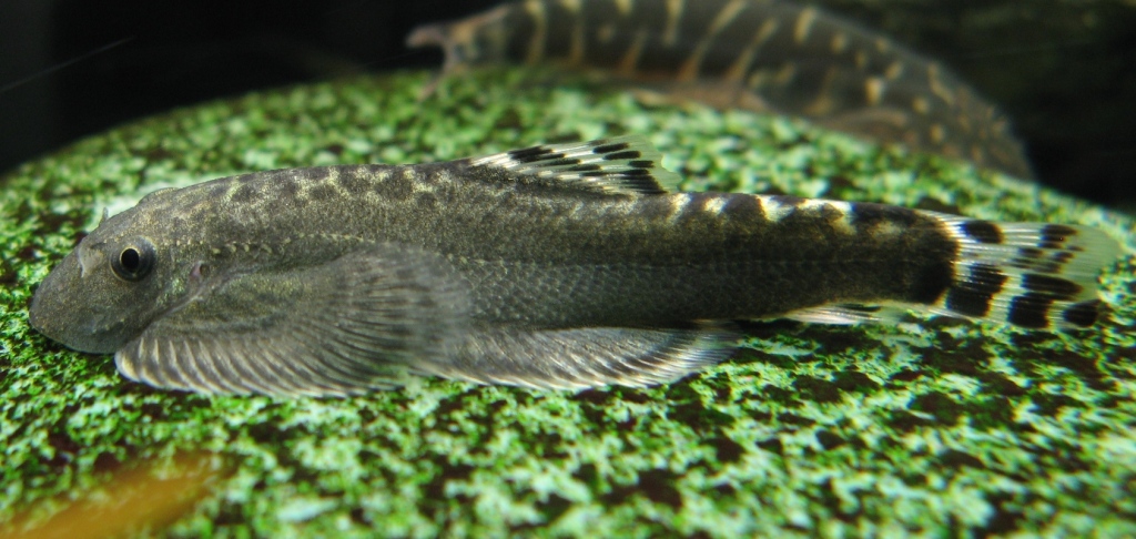 This species is only traded on an irregular basis.